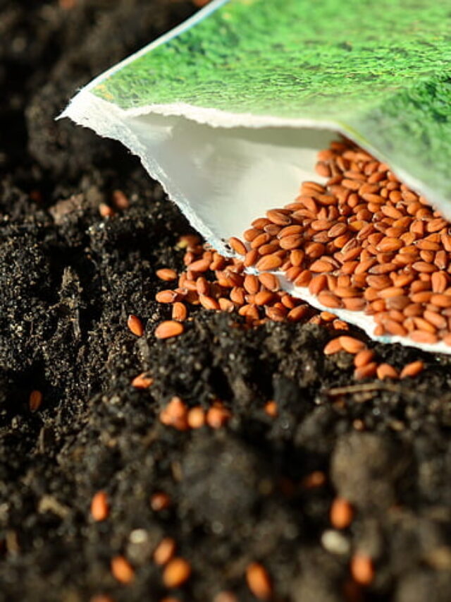 फूलों से गार्डन भरना चाहते हैं, तो ये फर्टिलाइजर डालें..