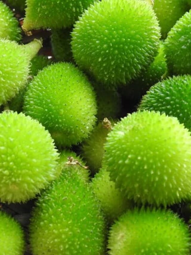 दुनिया की सबसे ताकतबर सब्जी है कंटोला