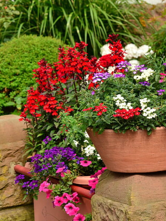 कटिंग से उगाए जाने वाले प्लांट, गार्डन को बनाएंगे खूबसूरत