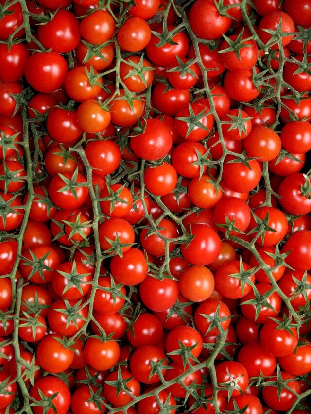 टमाटर लगाने का सही समय, ज्यादा पैदावार लेने के टिप्स