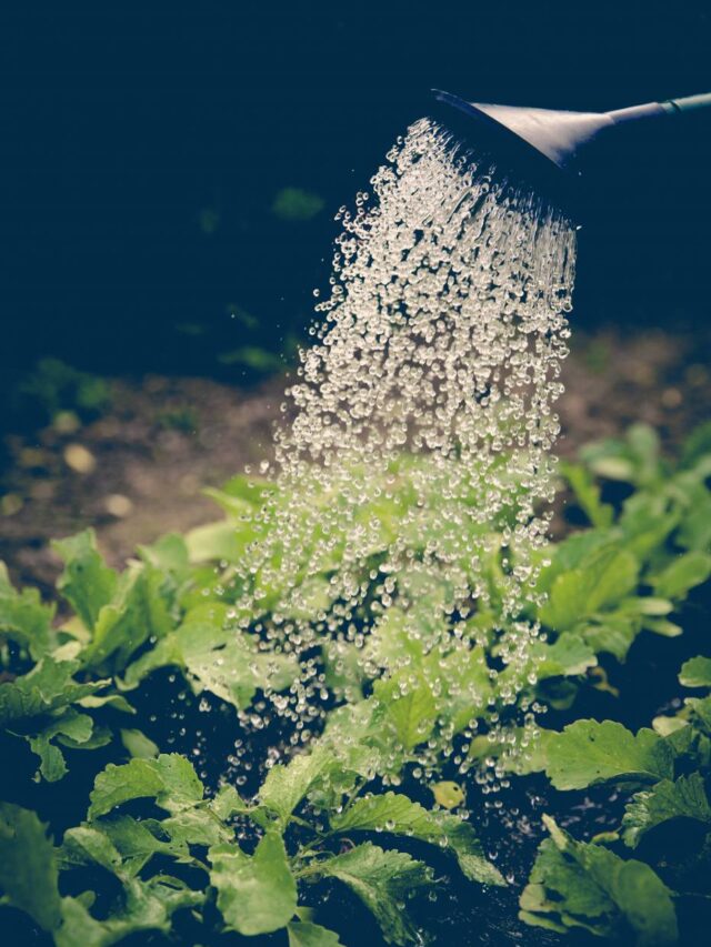 बगीचे में पानी बचाने के 10 सीक्रेट!  कम पानी, ज्यादा हरियाली