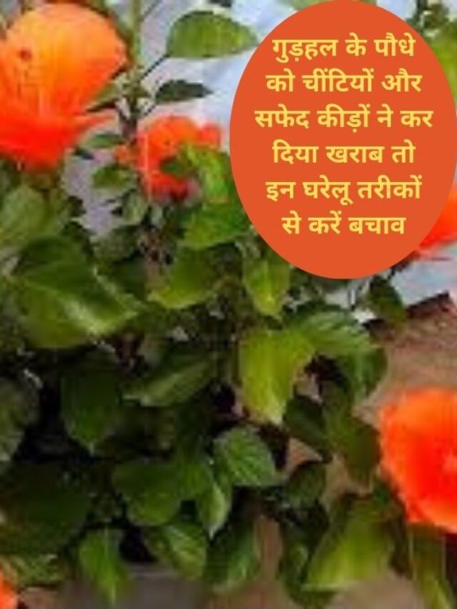 सफेद कीड़ों और चींटियों से गुड़हल को बचाने के घरेलू तरीके