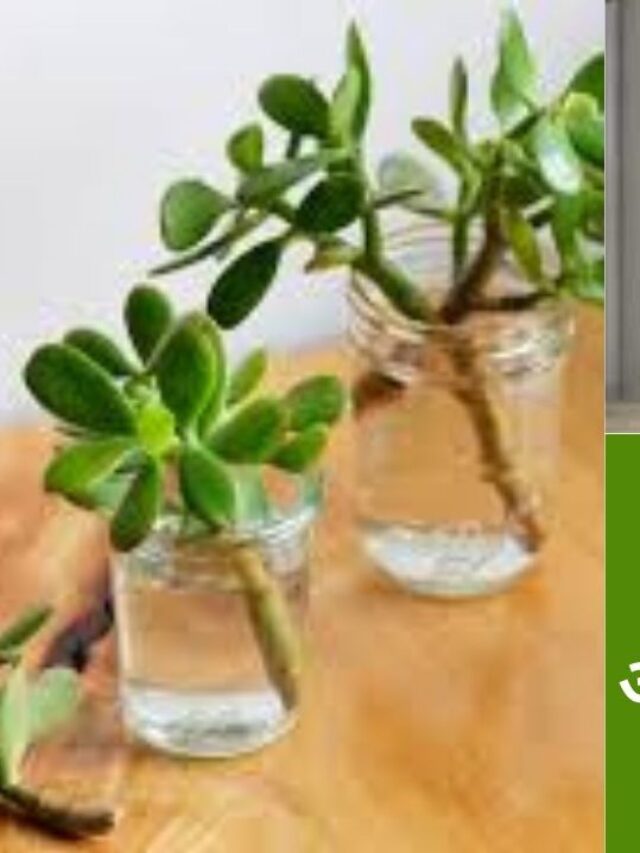 जेड प्लांट लगाने का आसान तरीका और केयर के टिप्स