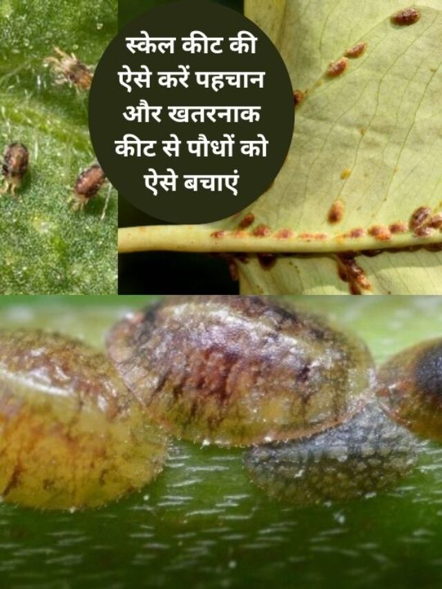स्केल कीट से पौैधों को बचाने का प्रभावी तरीका, जानिए