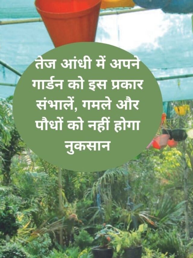 तेज हवाओं से आपके पौधों को बचाएंगे ये idea