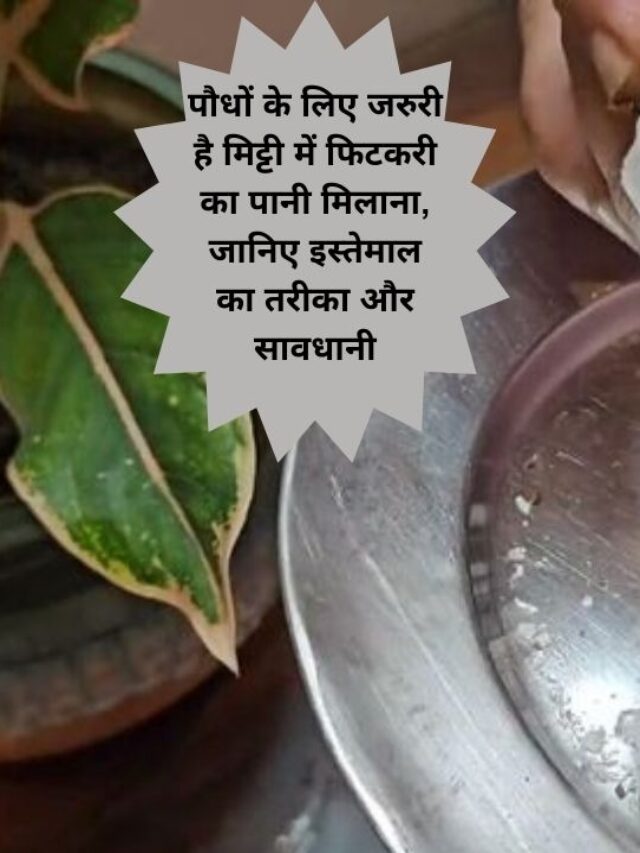 इस प्रकार फिटकरी का पानी डालने से पौधों में पहुंचता है कमाल का फायदा