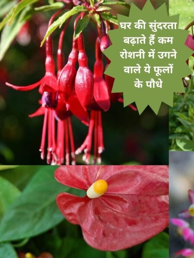 घर के अंदर लगाने के लिए फूल वाले पौधे जिन्हें धूप की नहीं होती जरुरत