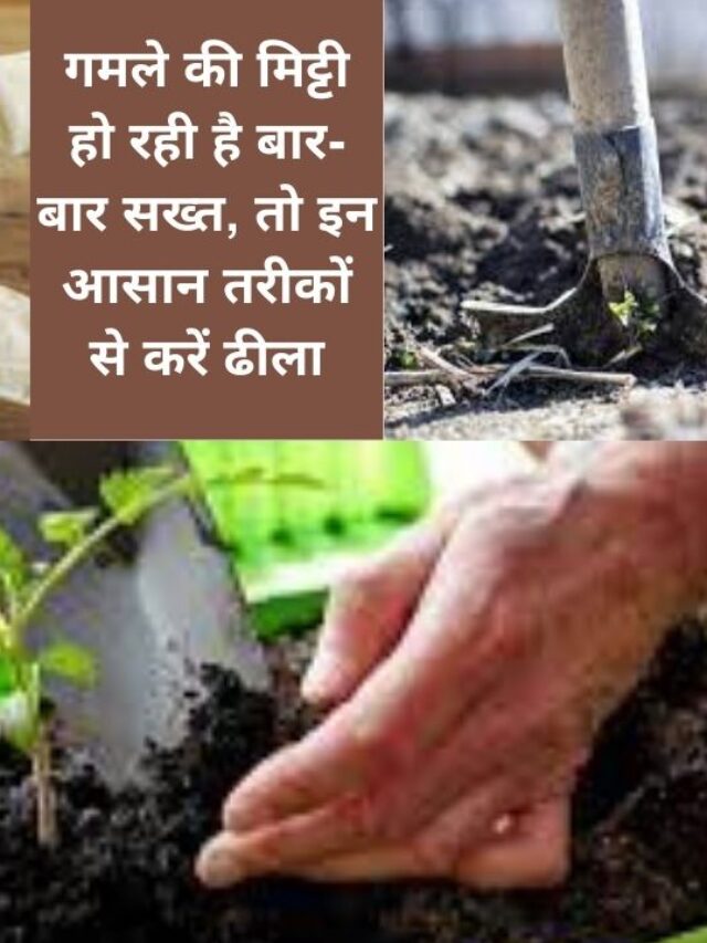 पौधे को हेल्दी रखने के लिए सॉइल को सख्त होने से ऐसे बचाएं