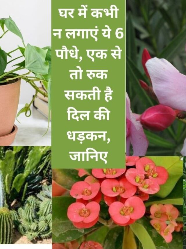 इन 6 पौधों को घर में लगाने से बचें, बन सकते हैं मौत का कारण