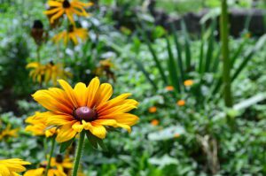 flower-daisy-pictures-green-field-preview