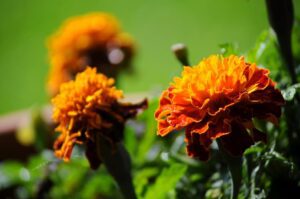 flowers-colors-marigold-garden-wallpaper-preview