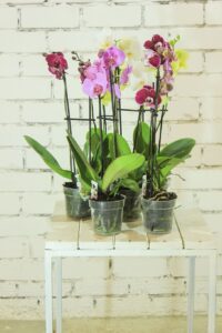 flowers-plant-orchid-ornamental-plant