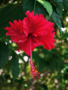 fresh-hibiscus