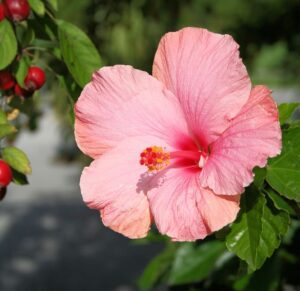 hibiscus-flower-floral-hibiscus-rosa-sinensis-malvaceae-petals