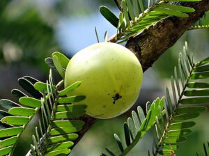 indian-gooseberry-amla-phyllanthus-emblica-emblica-officinalis-thumbnail