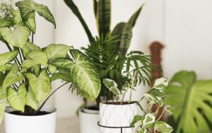 indoor-plants-1-64f051a37d451