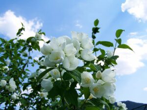 jasmine-white-flower-garden-blue-sky