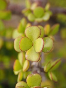 penny-tree-bacon-tree-leaves-small