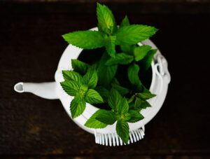 peppermint-medicinal-plant-medicinal-herbs-mint-preview