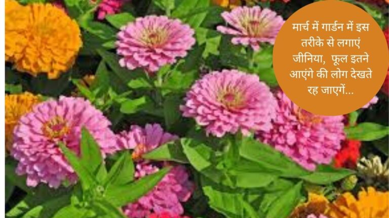 अब गार्डन में उगाएं जीनिया, इस तरीके से केयर करने पर फूलों से लदेगा पौधा