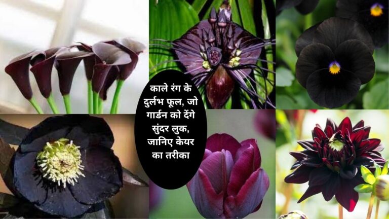 काले रंग के ये दुर्लभ फूल गार्डन में ऐसे लगाएं और देखभाल का तरीका