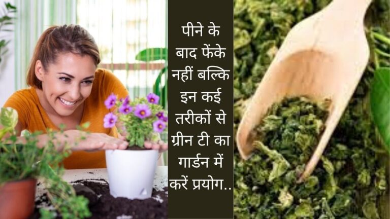 इस प्रकार से गार्डन में ग्रीन टी का यूज करेंगे, तो फूलों और फलों से लदेगें पौधे