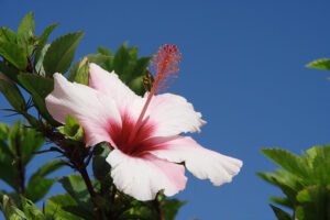 portugal-madeira-porto-santo-hibiscus-preview