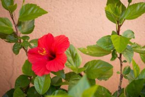 red-hibiscus-plant-leaves