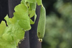 ridge-gourd-vegetable-gourd-luffa