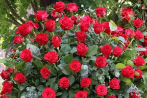 rose-rose-festival-nature-flowers-garden-fresh-medium