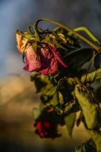 roses-1350840_1280