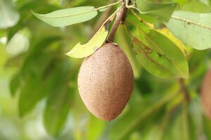 sapodilla-2161481_1280