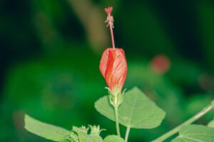 sleeping_hibiscus_malvaviscus_arboreus_by_aravind__by_aravindtarugu_dgnid5f-fullview