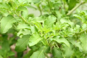 stock-photo-holy-basil