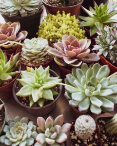 variety-of-succulent-plants