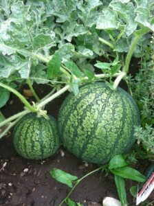 watermelon-174898_1280