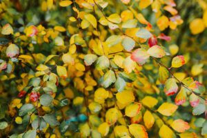 yellow-background-green-leaves-preview