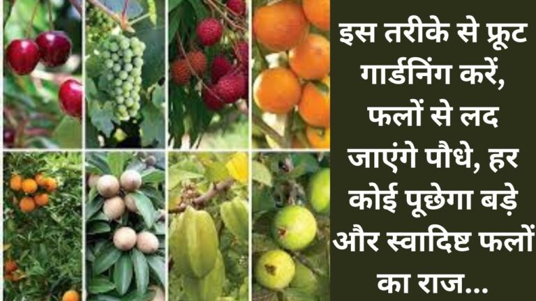 Fruit Gardening-इस तरीके से करें फ्रूट गार्डनिंग, फलों से लद जाएंगे पौधे