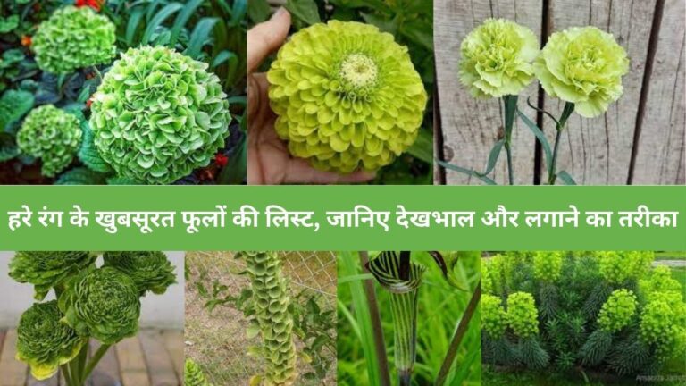 Green Flowers- हरे रंग के इन फूलों में हैं औषधीय गुण गार्डन में जरुर लगाएं