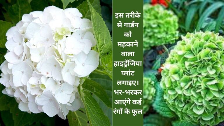 Hydrangea plant-इस तरीके से रंग बदलने वाला हाइड्रेंजिया गार्डन में लगाएं