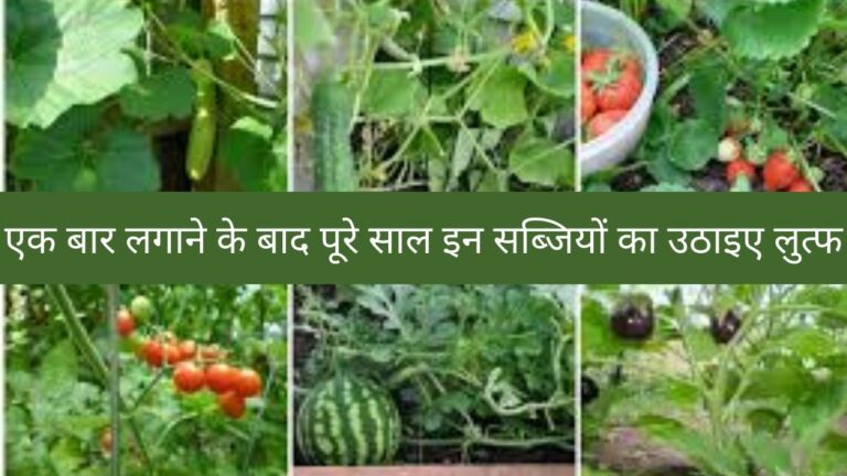 एक बार घर में इस तरीके से लगाएं ये सब्जियां और पूरे साल उठाइए लुत्फ
