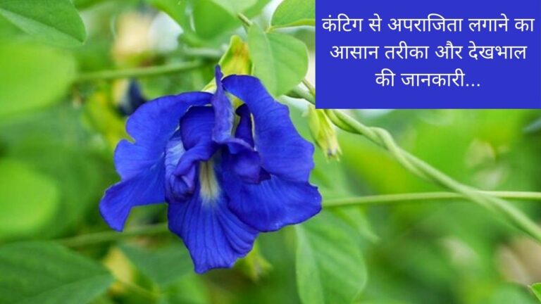 कंटिग से अपराजिता लगाने का तरीका और इसकी देखभाल की जानकारी…