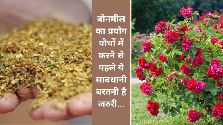 bonemeal- पौधों में सावधानी से करें बोनमील का प्रयोग