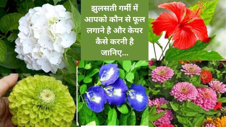 summer flowers- झुलसती गर्मी में भी इन फूलों से महकेगा गार्डन