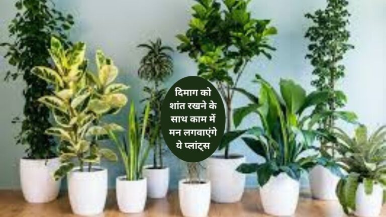 Houseplants- माइंड कुल रखते हैं ये प्लांट्स गार्डन में जरुर लगाएं