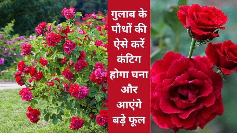 Rose care- गुलाब के पौैधे की ऐसे करें कंटिग होगा घना