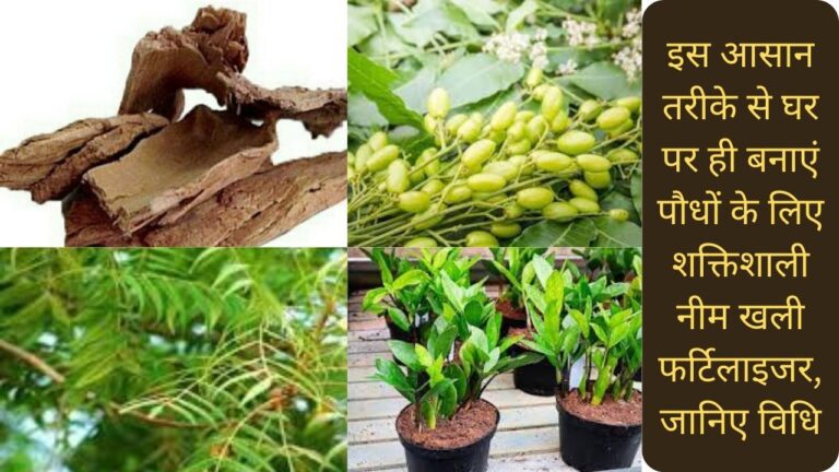 आसान तरीके से बनाएं पौधों के लिए शक्तिशाली नीम खली फर्टिलाइजर