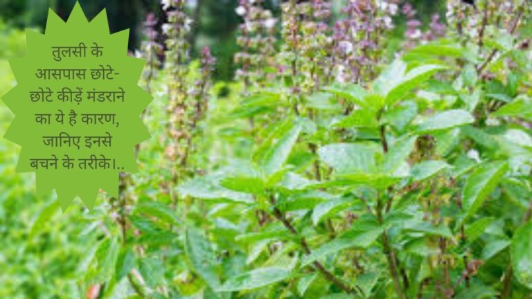 Tips for tulsi- प्लांट के आसपास इस कारण से मंडराते हैं कीड़े