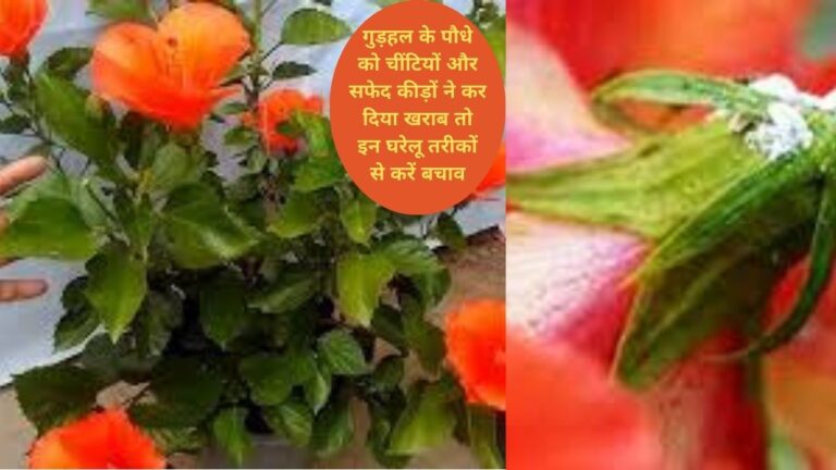 Hibiscus care- घरेलू तरीके से गुड़हल पर से हटाएं सफेद कीड़े और चींटियां