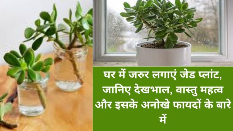 Jade Plant- भावनात्मक रुप से साथ देता है जेड प्लांट, इस तरीके से लगाएं